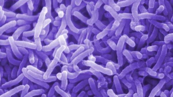 Health calls for vigilance after local cholera cases | News Article