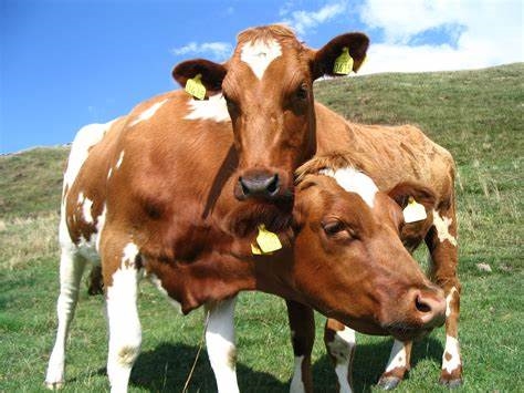 Conspiracy Corner - Have aliens recently visited Earth to experiment on cattle? | News Article