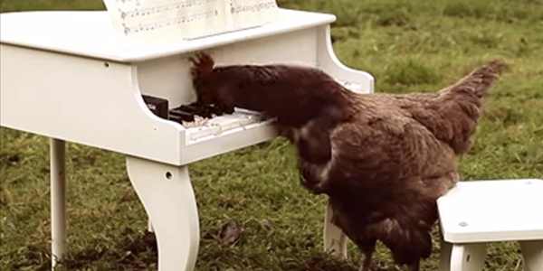 A Chicken Playing Piano | News Article