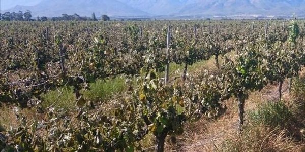 ‘Devastating’ black frost hits Cape vineyards | News Article
