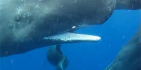 SPERM WHALES 'ADOPT' DEFORMED DOLPHIN | News Article