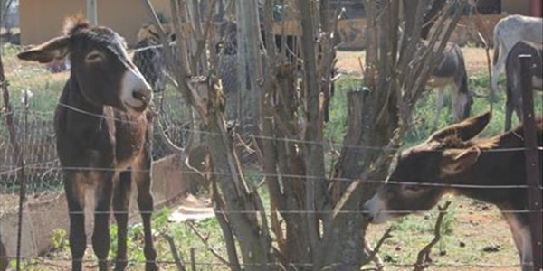 Case of neglected Bloemfontein donkeys continues  | News Article