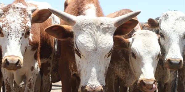 Southern African animal diseases moving north | News Article