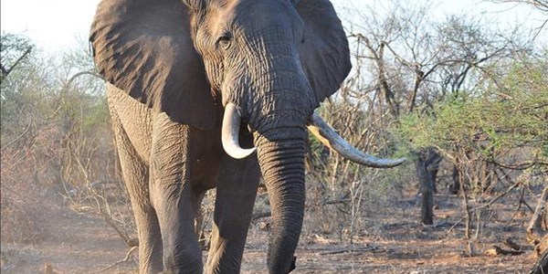 South Africa and allies block upgraded protection for elephants | News Article