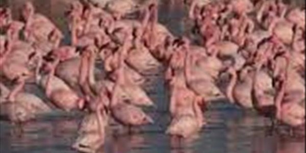 NC tourist attraction under threat NC tourist attraction under threat | News Article