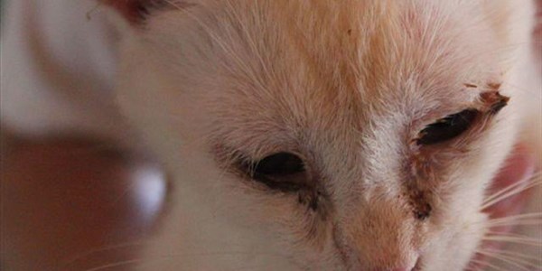 SPCA rescues almost 100 cats from house in Bloemfontein SPCA rescues almost 100 cats from house in Bloemfontein | News Article