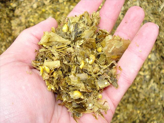 Researcher explains small-scale silage making | News Article
