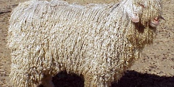 Mohair sale successful despite dramatic currency fluctuations Mohair sale successful despite dramatic currency fluctuations | News Article