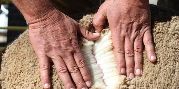 Wool prices continue to impress Wool prices continue to impress | News Article