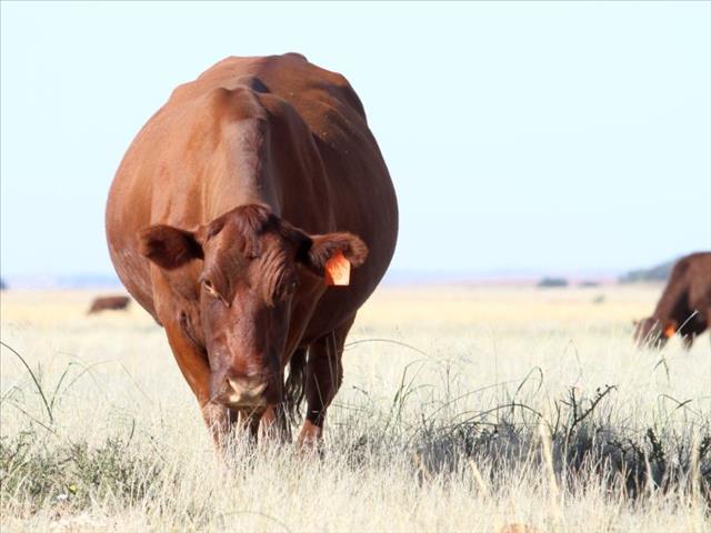 no-suspension-of-namibian-cattle-import-requirements-ofm