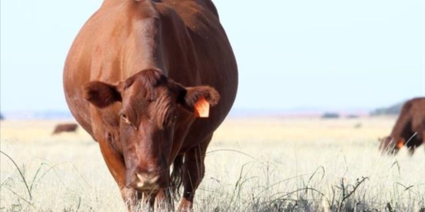 No suspension of Namibian cattle import requirements No suspension of Namibian cattle import requirements | News Article