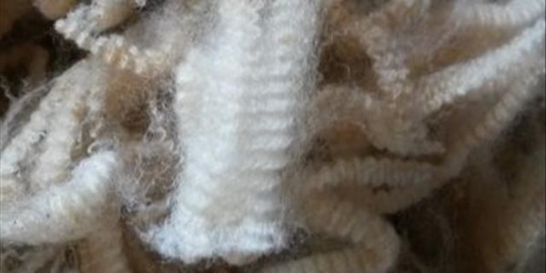 Wool price soars at first sale of 2016 Wool price soars at first sale of 2016 | News Article
