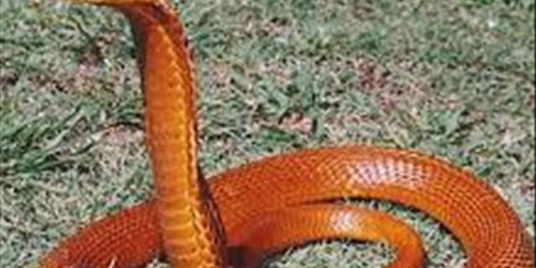 Heroic bull terrier saves CT woman from cobra Heroic bull terrier saves CT woman from cobra | News Article