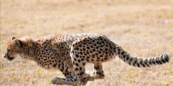 World Cheetah Day - Spare a thought for the world’s fastest cat World Cheetah Day - Spare a thought for the world’s fastest cat | News Article
