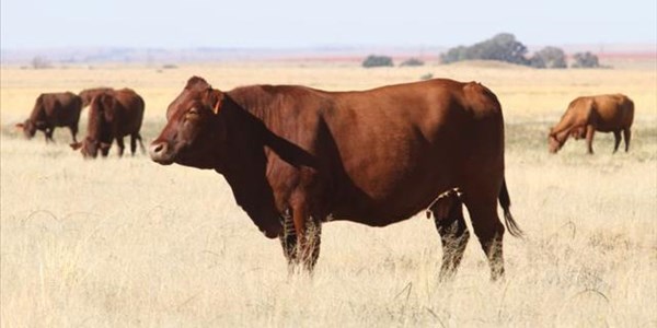 Beef futures enjoys “fee holiday” until December 15 | News Article