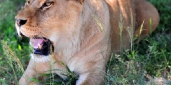 Roaming lion spotted near Winburg Roaming lion spotted near Winburg | News Article