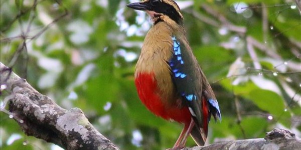 Best to avoid central Mozambique for a while - SA birder Best to avoid central Mozambique for a while - SA birder | News Article