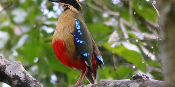 SA birder describes Mozambique ambush SA birder describes Mozambique ambush | News Article