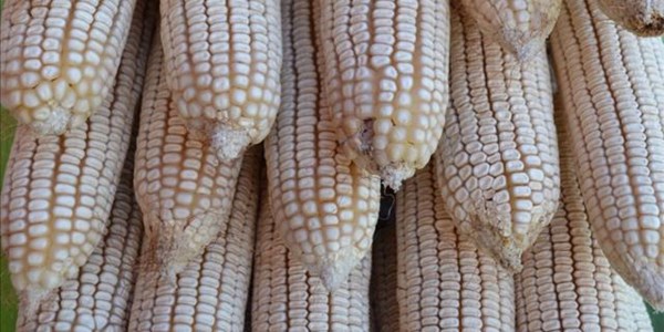 Reports of US maize import clearance are “deceptive” | News Article
