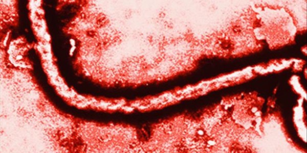 WHO develops highly effective  Ebola vaccine | News Article