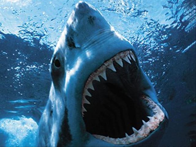 Shark sightings clear beaches in Cape Town | News Article