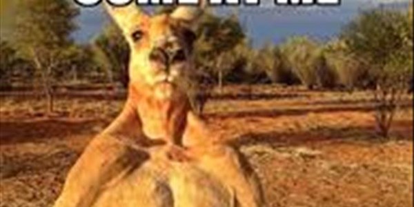 Man punches kangaroo to save dog | News Article