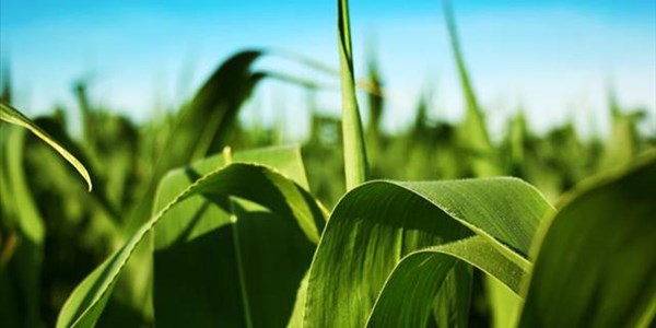 DAFF expected to introduce Plant Health Bill soon | News Article
