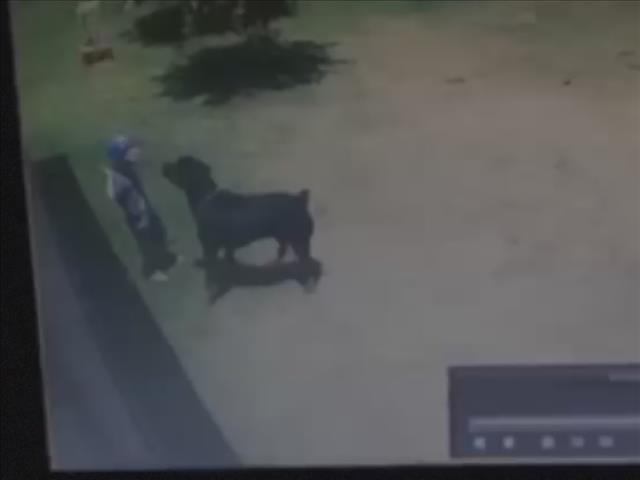 VIDEO: Driejarige deur Rottweiler aangeval | News Article