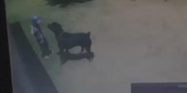 VIDEO: Driejarige deur Rottweiler aangeval | News Article