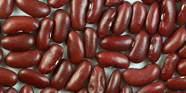 Dry bean breeder shares insights on cultivar selection | News Article