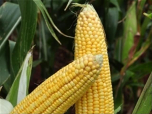 Revamped mill boasts higher maize extraction rate | News Article
