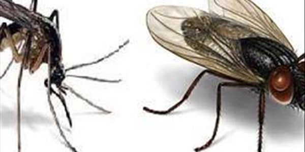 #Choose1Tuesday .......Which of these bugs do you find the most annoying? Fly or Mosquito?  | News Article