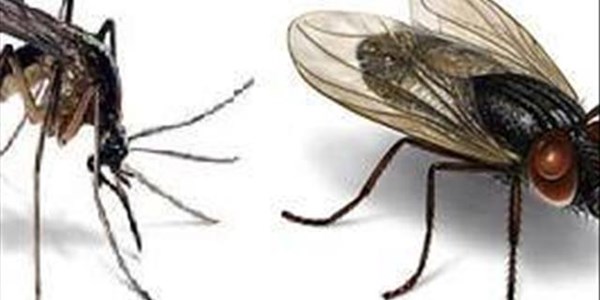 #Choose1Tuesday .......Which of these bugs do you find the most annoying? Fly or Mosquito? #Choose1Tuesday .......Which of these bugs do you find the most annoying? Fly or Mosquito? | News Article