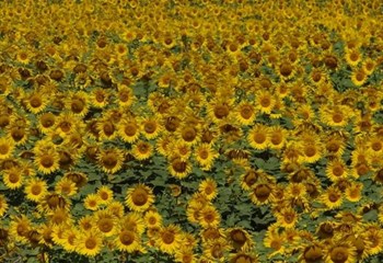 Sunflower Prices Begin Anticipated Decline Ofm