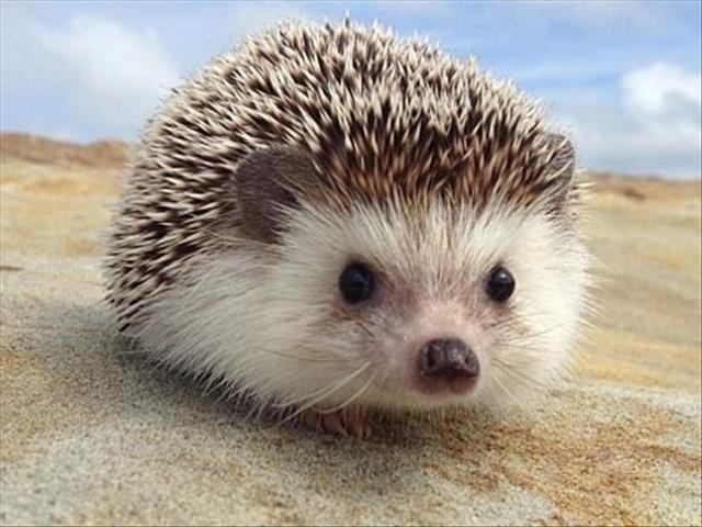 -Siesta on OFM- Nature News: The Story of a fat Hedgehog | OFM