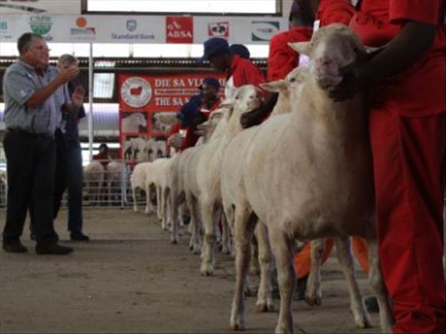 SA Mutton Merinos strut their stuff in Bloem | OFM