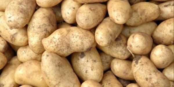 Potato record shattered yet again | News Article