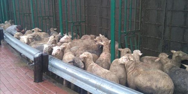 Sheep cause traffic jam as truck overturns in Bloemfontein Sheep cause traffic jam as truck overturns in Bloemfontein | News Article