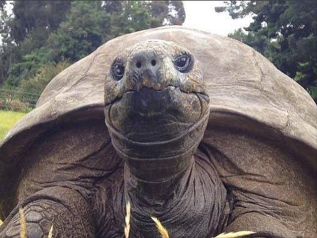 LUNCH - World's oldest living animal, 184-year-old tortoise named Jonathan,  has first ever bath | OFM
