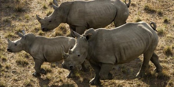 Twee renosters van die Bloemfonteinse Dieretuin gestroop Twee renosters van die Bloemfonteinse Dieretuin gestroop | News Article