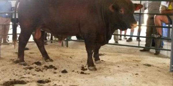 Brangus torch tour to visit "At Last" farm next week Brangus torch tour to visit "At Last" farm next week | News Article