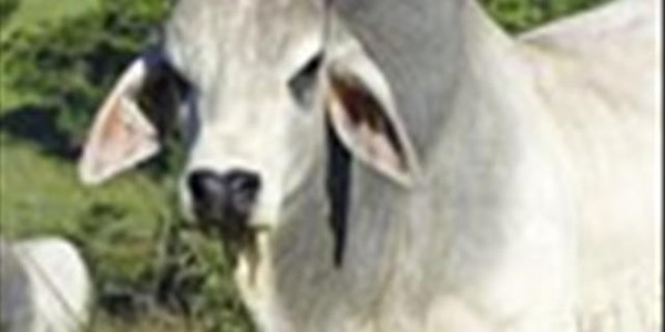 Fierce competition expected at Lichtenburg Show Fierce competition expected at Lichtenburg Show | News Article