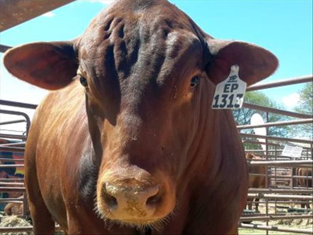 Brangus SA breed director gives update on torch tour | News Article