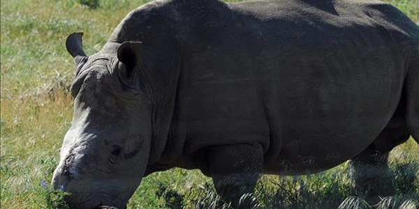 R100 000 reward for EC rhino poachers | News Article