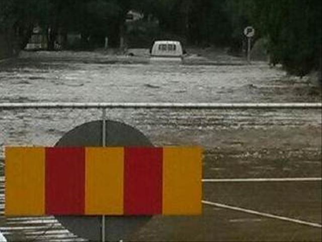 Oscar fish for sale cape town Main Image