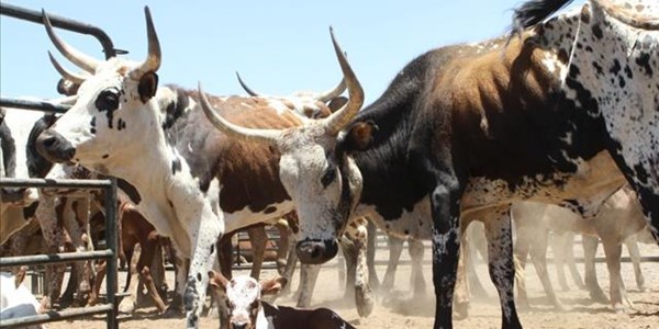 Unacceptable to allow livestock to starve to death | News Article