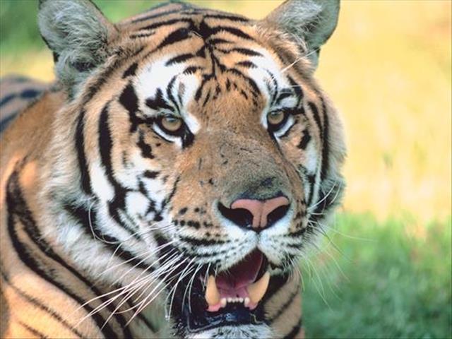 Tiger attacks boy at Free State lodge | OFM