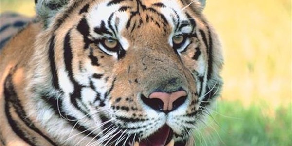 Tiger attacks boy at Free State lodge | News Article