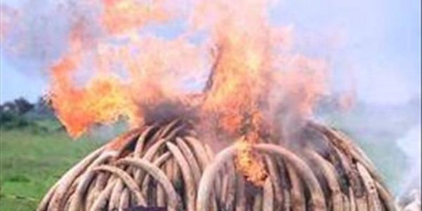 Kenya burns world’s biggest ivory stockpile | News Article