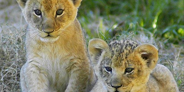Rwanda's extinct lion population boosted | News Article